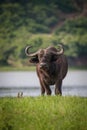 The African Buffalo, Syncerus cafferat standing really close in the grass , Uganda, in the backround are green trees. One of the