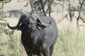 African buffalo in Tanzania Royalty Free Stock Photo