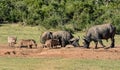 African Buffalo and Warthogs