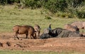 African Buffalo and Warthogs