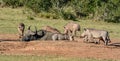 African Buffalo and Warthogs