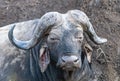 African buffalo & x28;Syncerus caffer& x29; standing in a muddy field Royalty Free Stock Photo