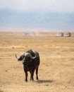 African buffalo (Syncerus caffer), a large sub-Saharan African bovine Royalty Free Stock Photo