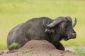 African Buffalo (Syncerus caffer) with Red-billed Oxpecker (Buphagus erythrorhynchus)