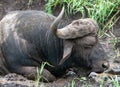 African buffalo (Syncerus caffer) standing in a muddy field Royalty Free Stock Photo