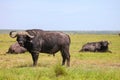 African buffaloes Royalty Free Stock Photo