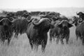 African Buffaloes Approach on the Serengeti Royalty Free Stock Photo