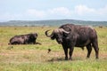 African buffaloes Royalty Free Stock Photo
