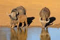 African of Cape buffaloes drinking at a waterhole, Mokala National Park, South Africa Royalty Free Stock Photo