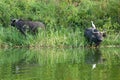 African buffaloes, one with egret on back on shore of Lake Eduard in Queen Elizabeth National Park, Uganda Royalty Free Stock Photo