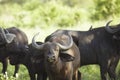 African Buffaloes In Field Royalty Free Stock Photo