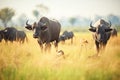 african buffaloes grazing on savanna grassland