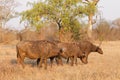 Family group of African buffaloes, Kruger National Park, South Africa Royalty Free Stock Photo