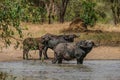 African buffaloes near the river gazing at camera Royalty Free Stock Photo