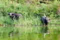 African buffaloes, one with egret on back on shore of Lake Eduard in Queen Elizabeth National Park, Uganda Royalty Free Stock Photo