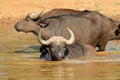 African buffaloes wading in water