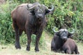 African buffalos, buffalo with mud and twig on forehead, Queen Elizabeth National Park, Uganda