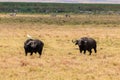 African buffalos or Cape buffalos Syncerus caffer in Ngorongoro Crater National Park in Tanzania. Royalty Free Stock Photo