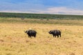 African buffalos or Cape buffalos (Syncerus caffer) in Ngorongoro Crater National Park in Tanzania Royalty Free Stock Photo