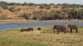 African buffalos and elephants at river in Chobe National Park