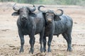 African buffalos in Mud, Queen Elizabeth National Park, Uganda Royalty Free Stock Photo