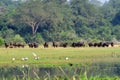 African buffalos, Murchison Falls, Uganda Royalty Free Stock Photo