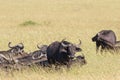 African buffalos on the savanna in Africa Royalty Free Stock Photo