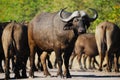 African Buffalos (Syncerus caffer) Royalty Free Stock Photo