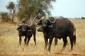 African Buffalos Royalty Free Stock Photo