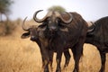 African Buffalos