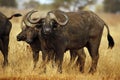 African Buffalos Royalty Free Stock Photo