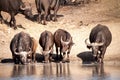 African Buffalos (Syncerus caffer) Royalty Free Stock Photo