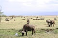 African buffalos, Syncerus caffer, at the Lake Naivasha Royalty Free Stock Photo