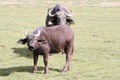 African buffalos, Syncerus caffer, at the Lake Naivasha Royalty Free Stock Photo