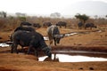 African Buffalos at Waterhole