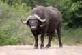 African Buffelo and oxpecker on his back Royalty Free Stock Photo