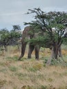 African Bull Elaphant at Namatoni Park Royalty Free Stock Photo