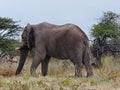 African Bull Elaphant at Namatoni Park Royalty Free Stock Photo
