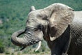 African bull elephant Royalty Free Stock Photo