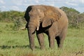 African bull elephant Royalty Free Stock Photo