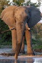 African Bull Elephant - Botswana - Africa