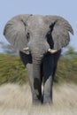 African Bull Elephant Charging - Botswana