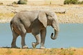 Large African bull elephant at a waterhole, Etosha National Park, Namibia Royalty Free Stock Photo
