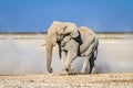 African bull elephant in Etosha National Park, Namibia, Africa Royalty Free Stock Photo