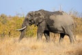 Large African bull elephant, Kruger National Park, South Africa Royalty Free Stock Photo