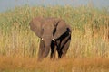 African bull elephant Royalty Free Stock Photo