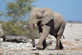 African bull elephant Royalty Free Stock Photo