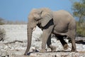 African bull elephant Royalty Free Stock Photo