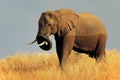 African bull elephant - Matusadona National Park