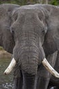 African Bull Elephant - Okavango Delta - Botswana Royalty Free Stock Photo